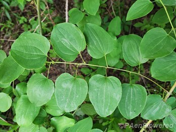 Branch