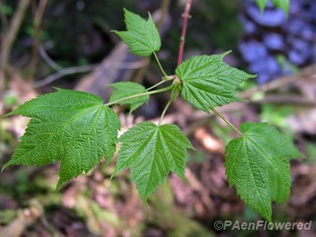 Branch with expanding leaves in spring