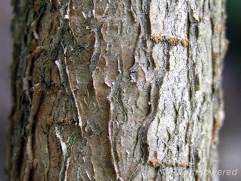 Bark
