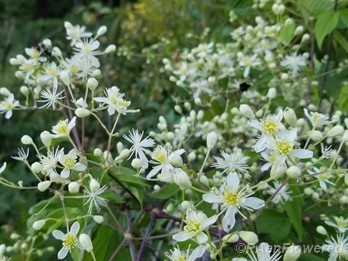 Buds and flowers