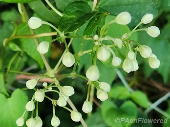 Flower buds