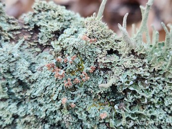 Cup lichens