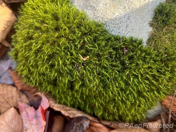 Another view of a typical mat