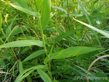 Rosette grass