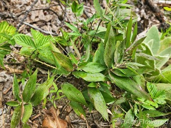 Plant form