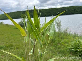 Plant form