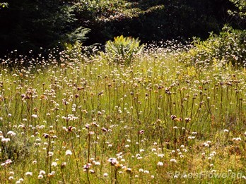 Tawny cottonsedge field