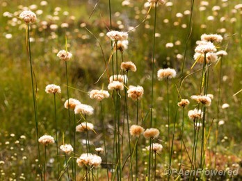 Infloresences & stems
