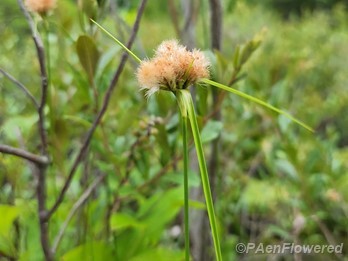 Tawny cottonsedge