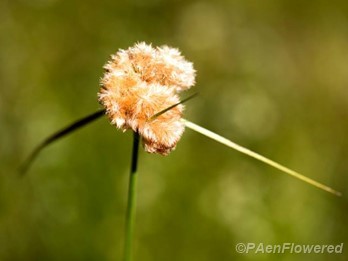 Inflorescence with bracts