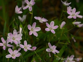 Plants in flower