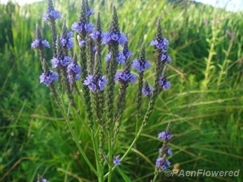 Blue vervain
