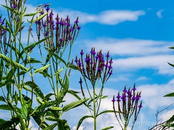 Plants in flower