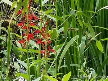 Growing in the wetlands