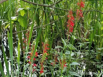 Plant form & habitat