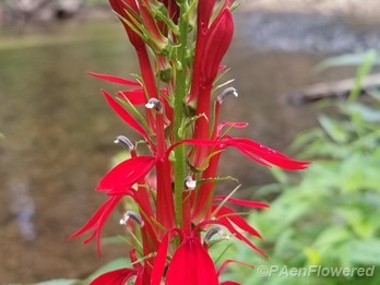 Inflorescence