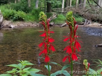 By the creek