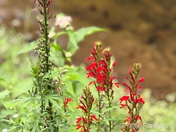 Cardinal Flower