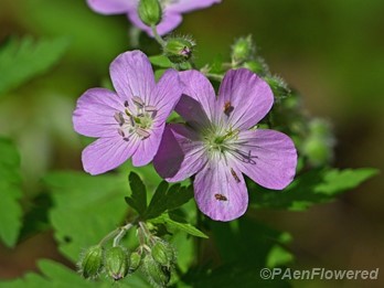 Plant in flower