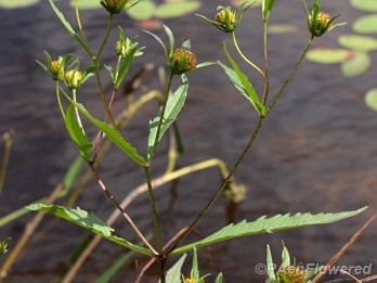 Leaves and flowering heads
