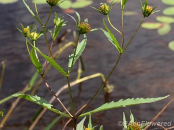 Purple-stemmed beggarticks