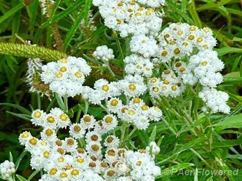 Plants in flower