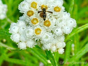 Plant in flower