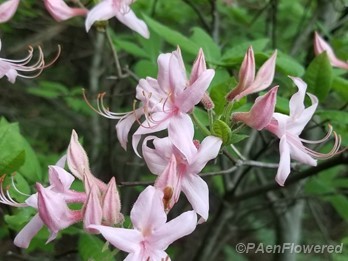 Early Azalea