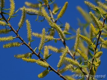 Catkins