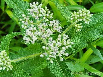 Plant in early flower