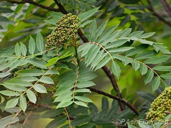 Plant in early fruit