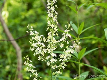 Virginia Bunchflower