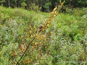 Plant in fruit