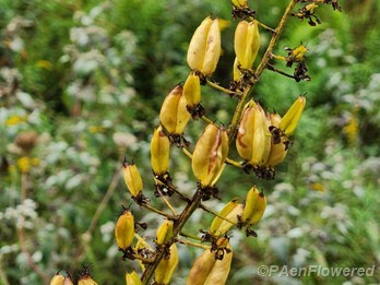 Seed pods