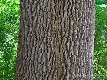 Mature bark