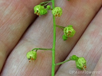 Mature flowers