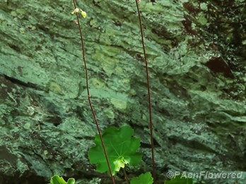 Plant in Flower