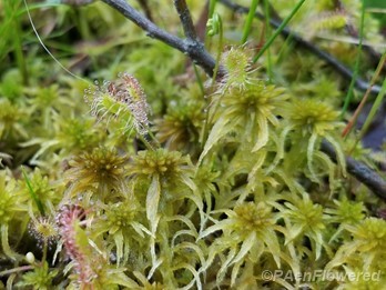 With sphagnum moss