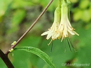 Threeleaf rattlesnake-root