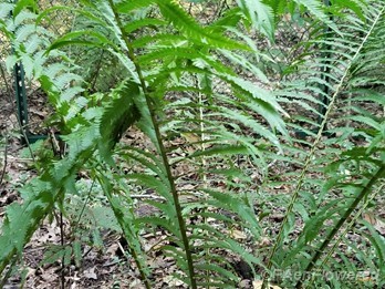 Frond cluster