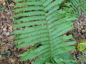 Mature frond
