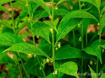 Plants in flower