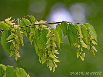 Fruiting branch
