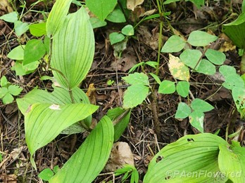 Plant form