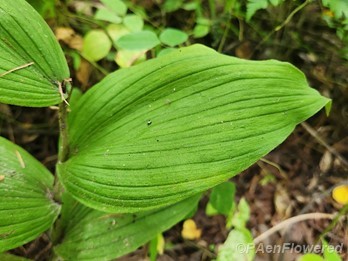 Leaf venation