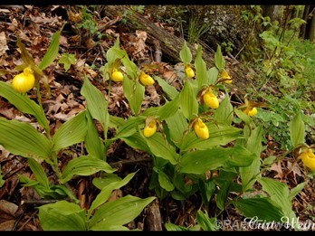Plants in flower