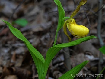 Plant in flower