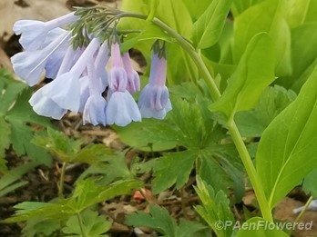 Plant form