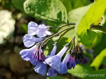 Buds & flowers