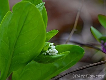 Flower buds